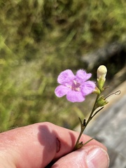 Agalinis fasciculata