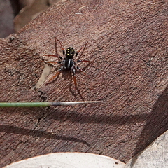 Habronestes hunti