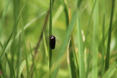 Prosapia ignifera