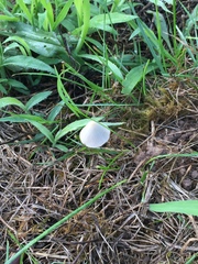 Conocybe apala albipes