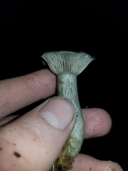 Pseudoclitocybe cyathiformis