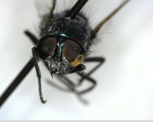 iNaturalist observation photo of Cynomya