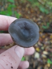 Pseudoclitocybe cyathiformis