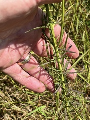 Agalinis fasciculata