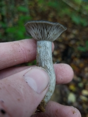 Pseudoclitocybe cyathiformis