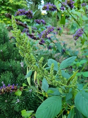 Amaranthus viridis