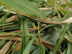 Stagmomantis nahua