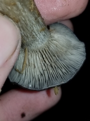 Pseudoclitocybe cyathiformis