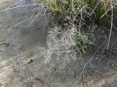 Limonium brasiliense