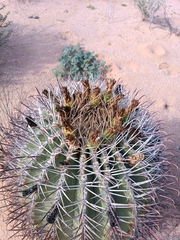 Ferocactus emoryi