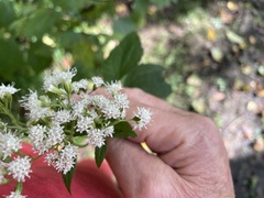 Ageratina