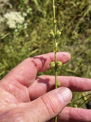 Agalinis fasciculata