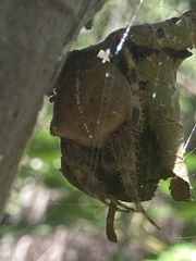 Araneus