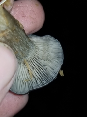 Pseudoclitocybe cyathiformis