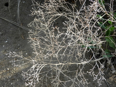 Limonium brasiliense