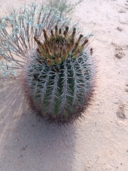 Ferocactus emoryi