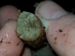 Pseudoclitocybe cyathiformis