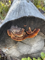 Gloeophyllum sepiarium