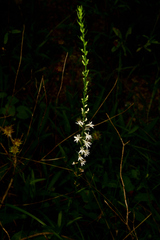 Lobelia spicata