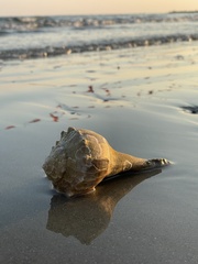 Clibanarius vittatus