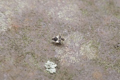 Tingidae