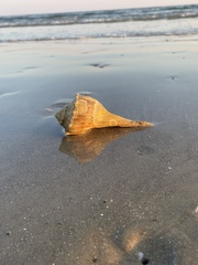 Clibanarius vittatus