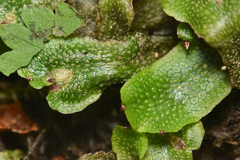 Conocephalum conicum