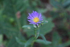 Eurybia spectabilis
