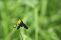 Cyananthrax cyanopterus