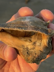 Clibanarius vittatus