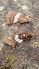 Limenitis lorquini