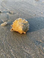 Clibanarius vittatus