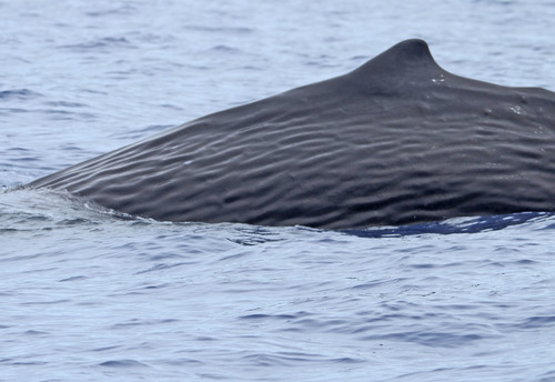 Sperm Whale