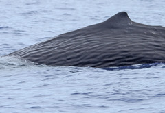 Sperm Whale photo 2