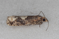 Epinotia trigonella