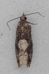 Epinotia trigonella