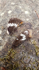 Limenitis lorquini