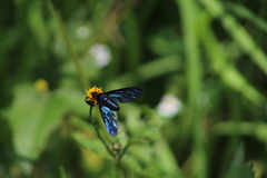 Cyananthrax cyanopterus