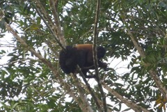 Chiropotes sagulatus