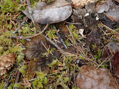 Peltigera membranacea