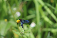 Cyananthrax cyanopterus