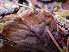 Peltigera membranacea