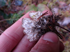 Peltigera membranacea