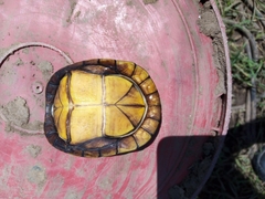 Kinosternon scorpioides