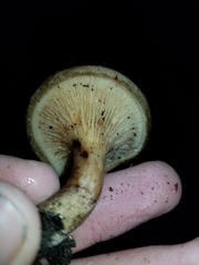 Paxillus involutus