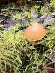 Entoloma quadratum