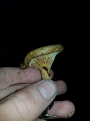 Paxillus involutus