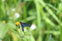 Cyananthrax cyanopterus