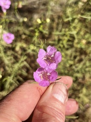 Agalinis purpurea