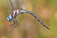 Rhionaeschna dugesi